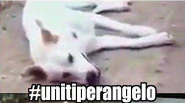 Cane ucciso a Sangineto, animalisti parte civile