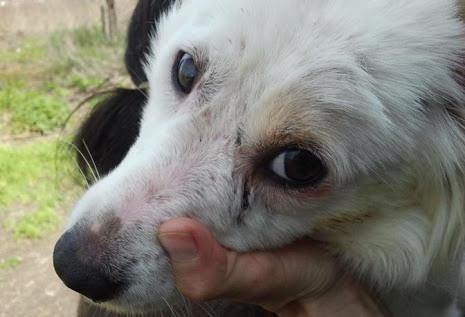 Corigliano, cagnetta trascinata da un'auto con un cappio al collo
