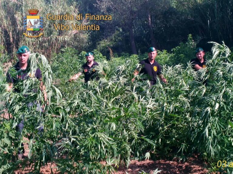Maxipiantagione di marijuana scoperta nel Vibonese, due arresti