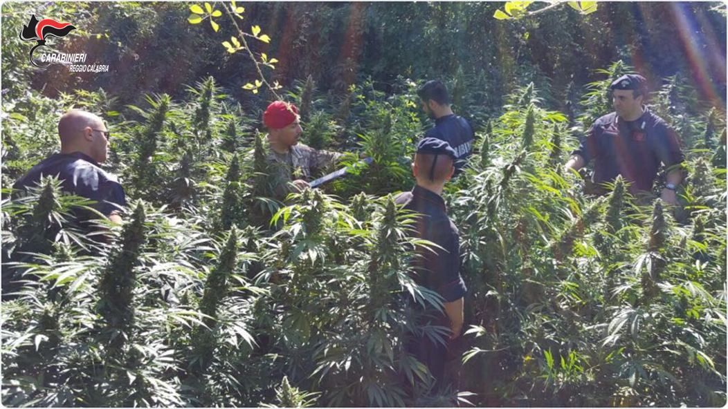 San Luca, trovate mille piante di marijuana – VIDEO
