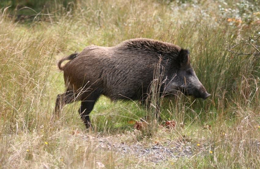 Contro il cinghiale, guerra totale. Agricoltori calabresi in marcia a Roma