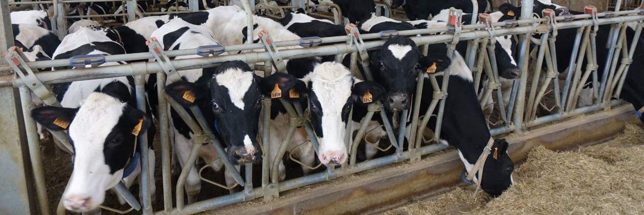 Agricoltura, 52 milioni tra emergenze zootecniche e innovazione digitale