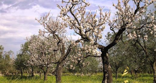 Eccellenze calabresi, la mandorla di Amendolara diventerà Dop
