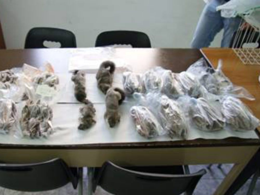 Famiglia dedita alla coltivazione di droga