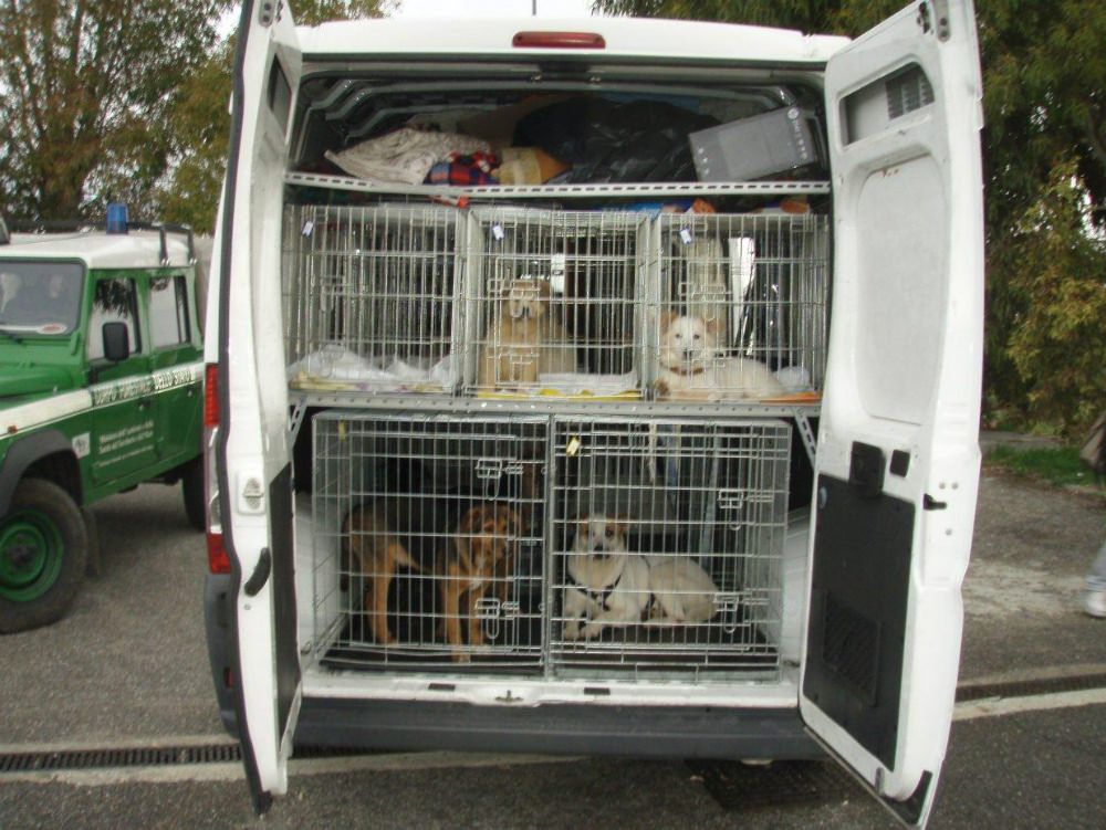 Cani chiusi in gabbie troppo piccole, un denunciato