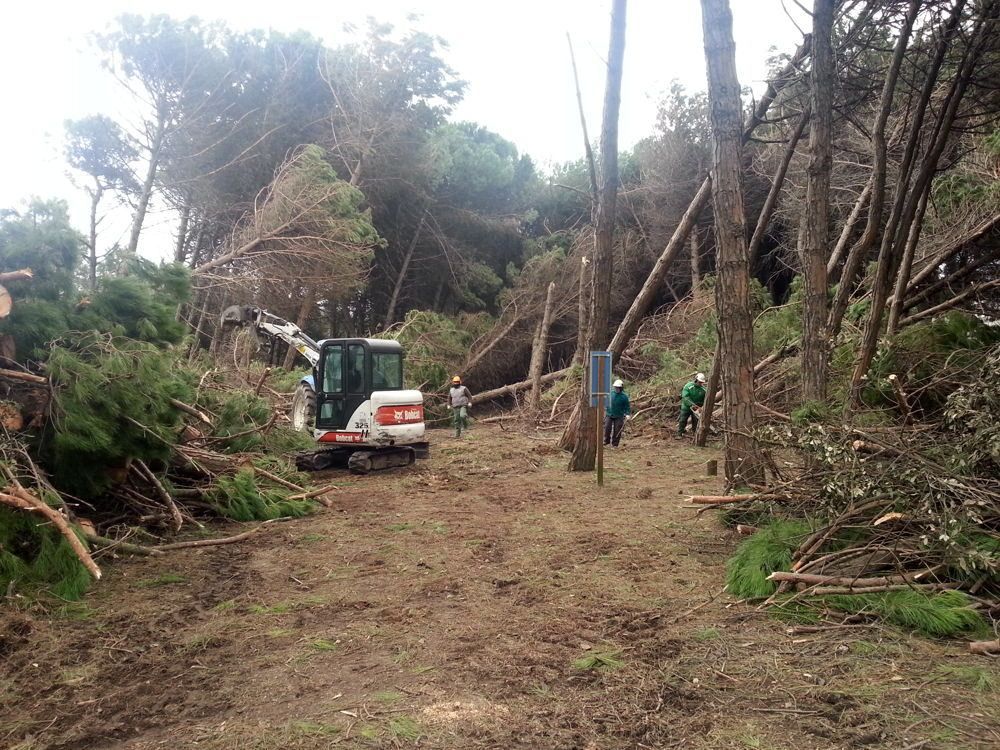 STIGE | La pineta distrutta per far posto al mega lido
