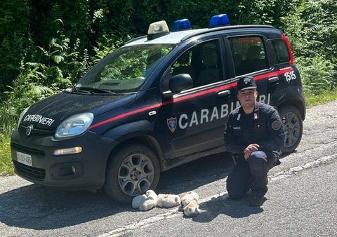 Cuccioli di cane abbandonati in una scarpata a San Giorgio Morgeto, salvati dai carabinieri