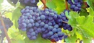 Il magliocco dolce nel registro nazionale delle varietà di uve da vino