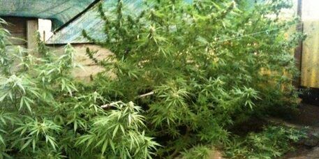 Maxi traffico di droga a Milano con la ‘ndrangheta sullo sfondo