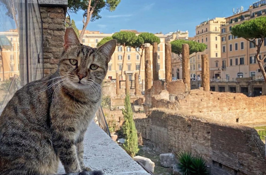 Oggi è la festa del gatto. Il re del web tra case e colonie feline