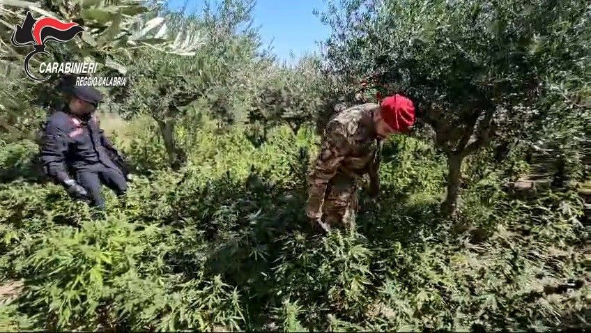 Scoperta una coltivazione di oltre 500 piante di marijuana nel Reggino, un arresto dei carabinieri – VIDEO