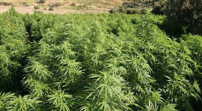 Maxioperazione nel Vibonese, colpita la filiera “verde” dei clan – VIDEO E NOMI