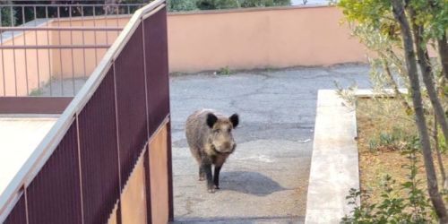 C'è un cinghiale nel cortile della scuola, lezioni sospese a Catanzaro