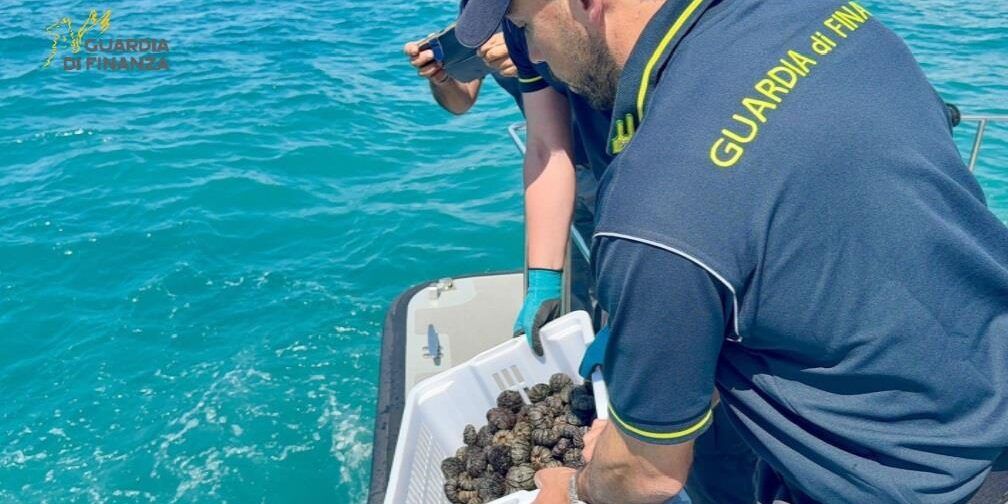 Bloccati 4 bracconieri sorpresi nella notte a depredare ricci di mare sulla Costa degli Dei