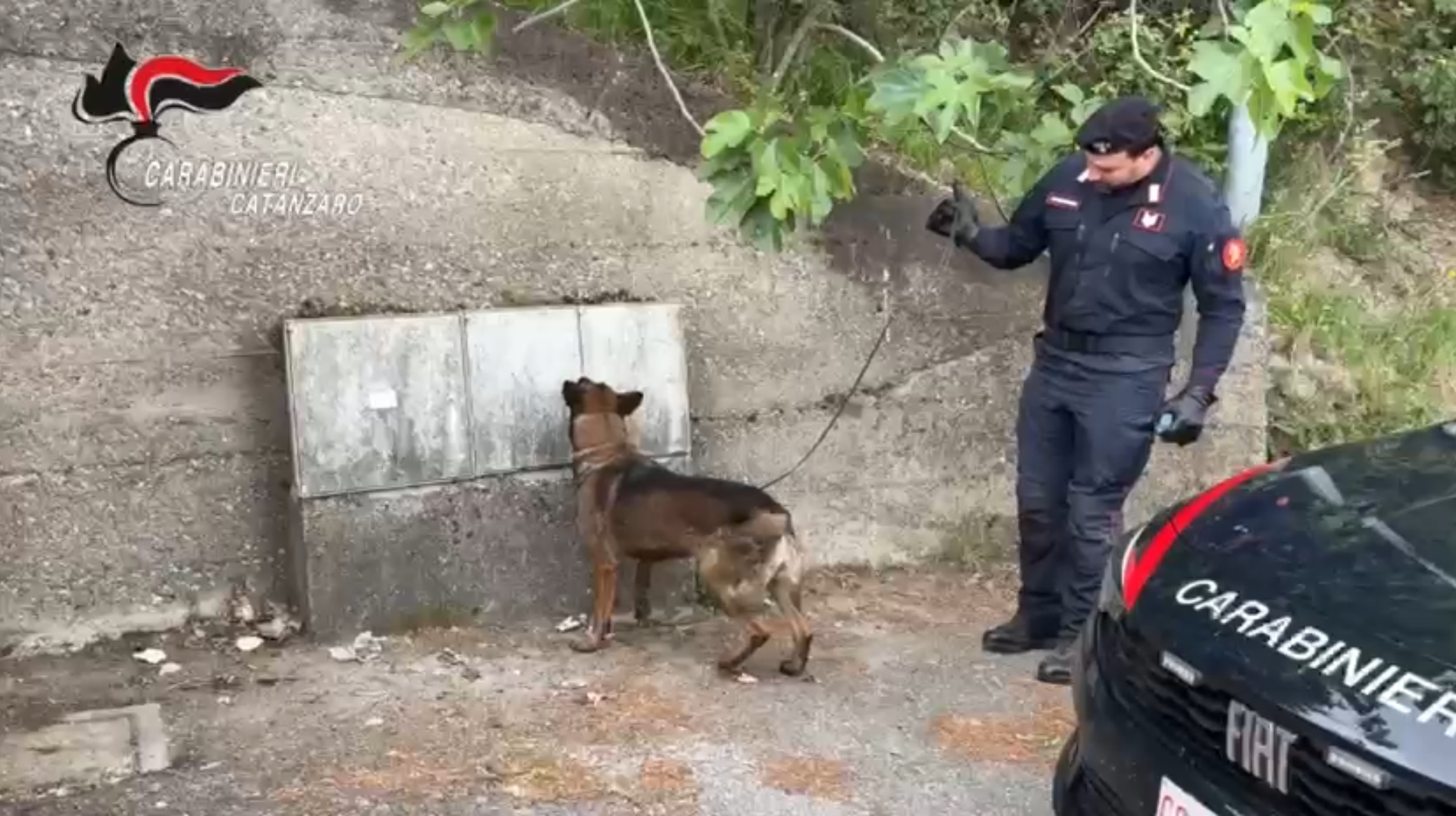 Il fiuto di Manco scova hashish nascosto nei contatori dell’acqua nel catanzarese
