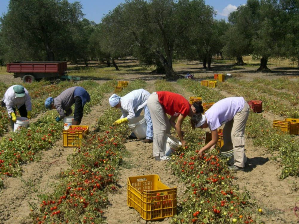 Truffa all`Inps, scoperti 212 falsi braccianti agricoli