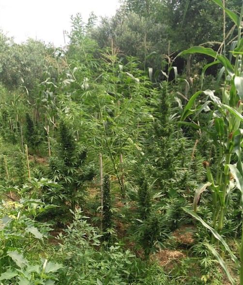 Un'altra maxipiantagione di marijuana rinvenuta nel Vibonese – VIDEO