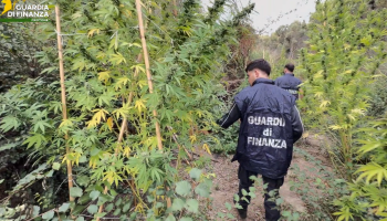 Papanice, serra di marijuana nascosta tra i rovi: 72 piante e un «raccolto» da mezzo milione – VIDEO
