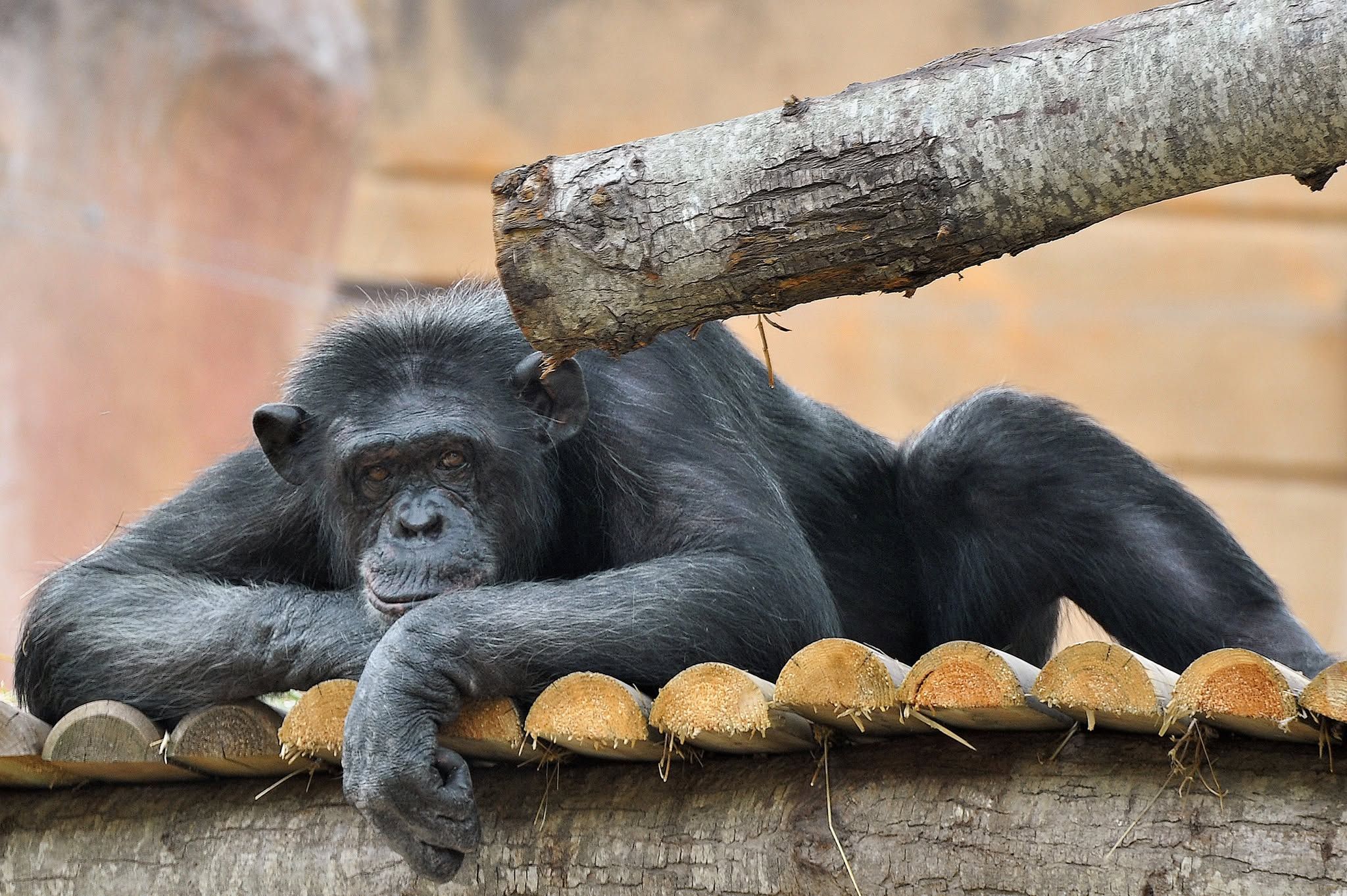 Addio a Susy, la scimpanzé del Bioparco