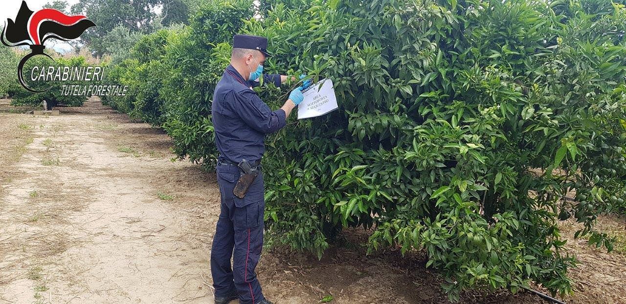 Corigliano, sequestrati agrumeti occupati abusivamente