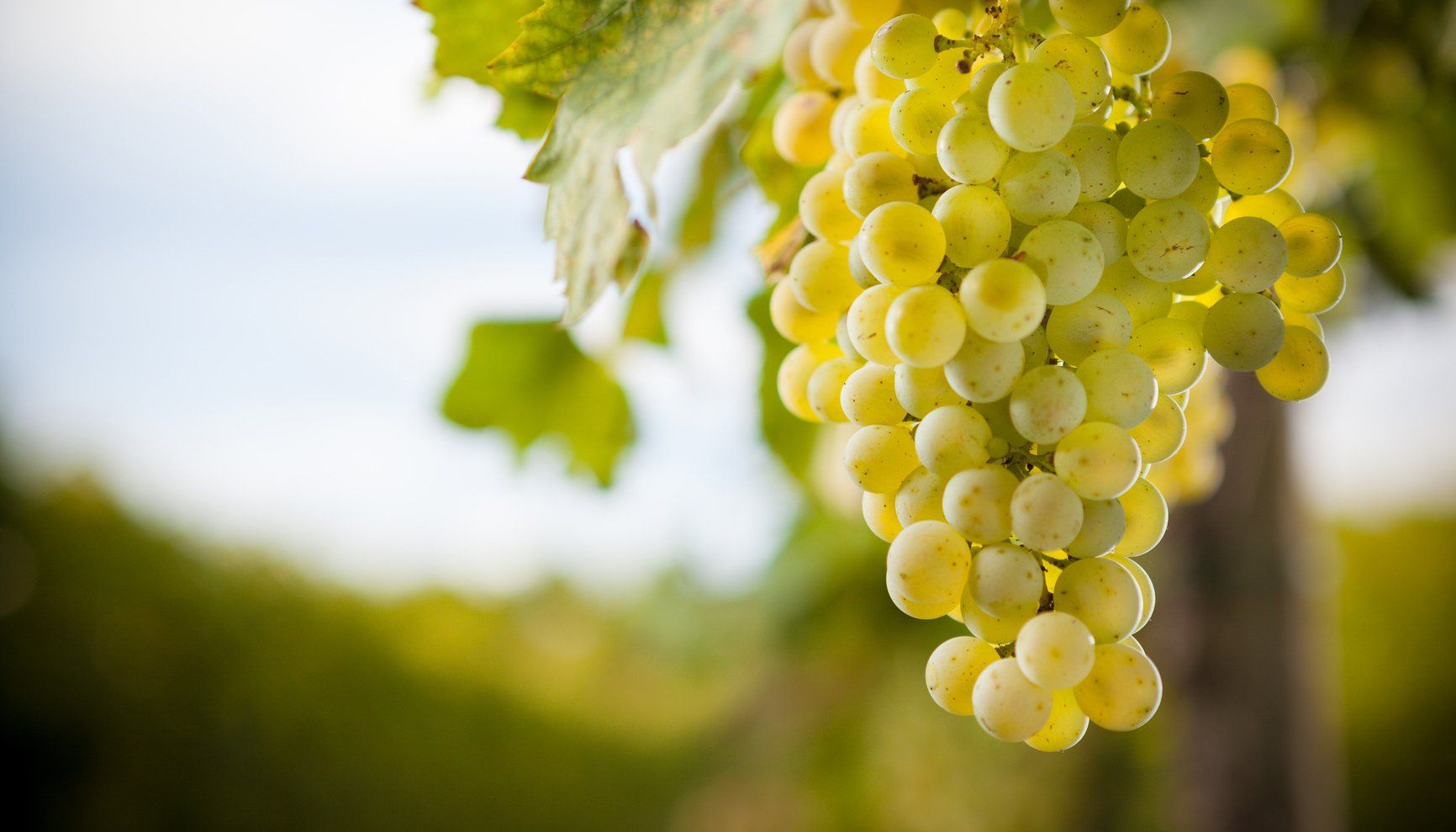 Il vino della provincia di Vibo, tra produzione e accoglienza turistica – VIDEO