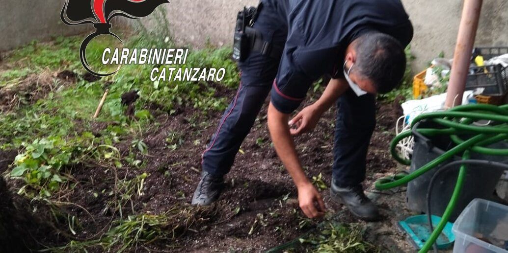 Coltivava marijuana in giardino nel Catanzarese, arrestato 45enne