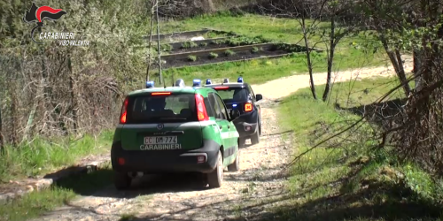 vazzano vibo eco call guarascio