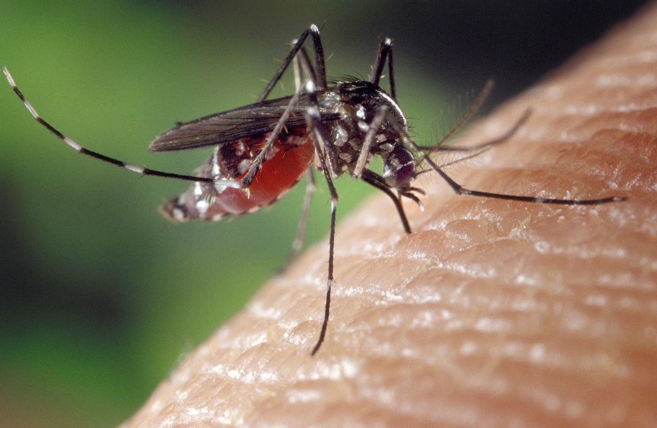 Virus West Nile, in Italia stimate 10mila infezioni