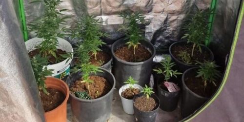 arresto droga belvedere marittimo