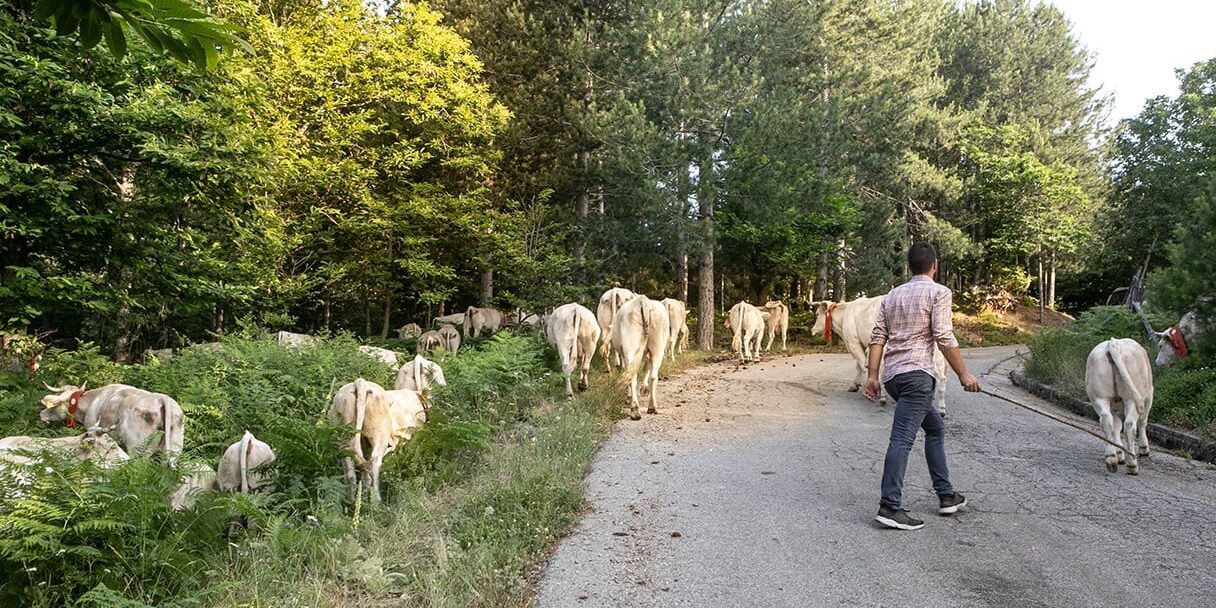 «La transumanza: emozionante esperienza di suoni, scene e sapori»