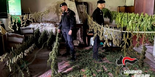 Piantagioni di canapa a Oppido e Delianuova. Oltre 11 chili di marijuana in un bidone a Cinquefrondi