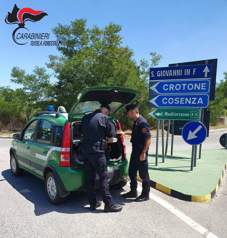 Incendio boschivo a San Giovanni in Fiore, identificato il presunto responsabile