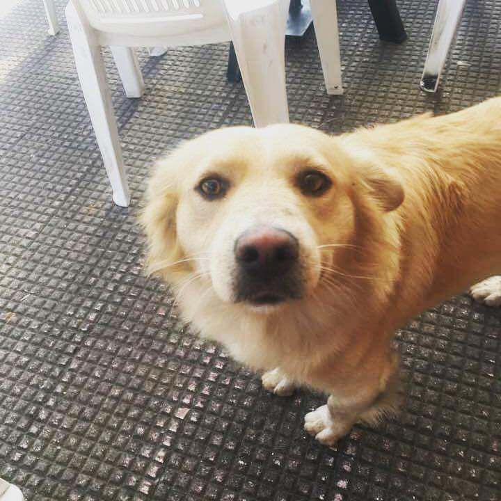 Ancora un atto di crudeltà contro un cane in Calabria