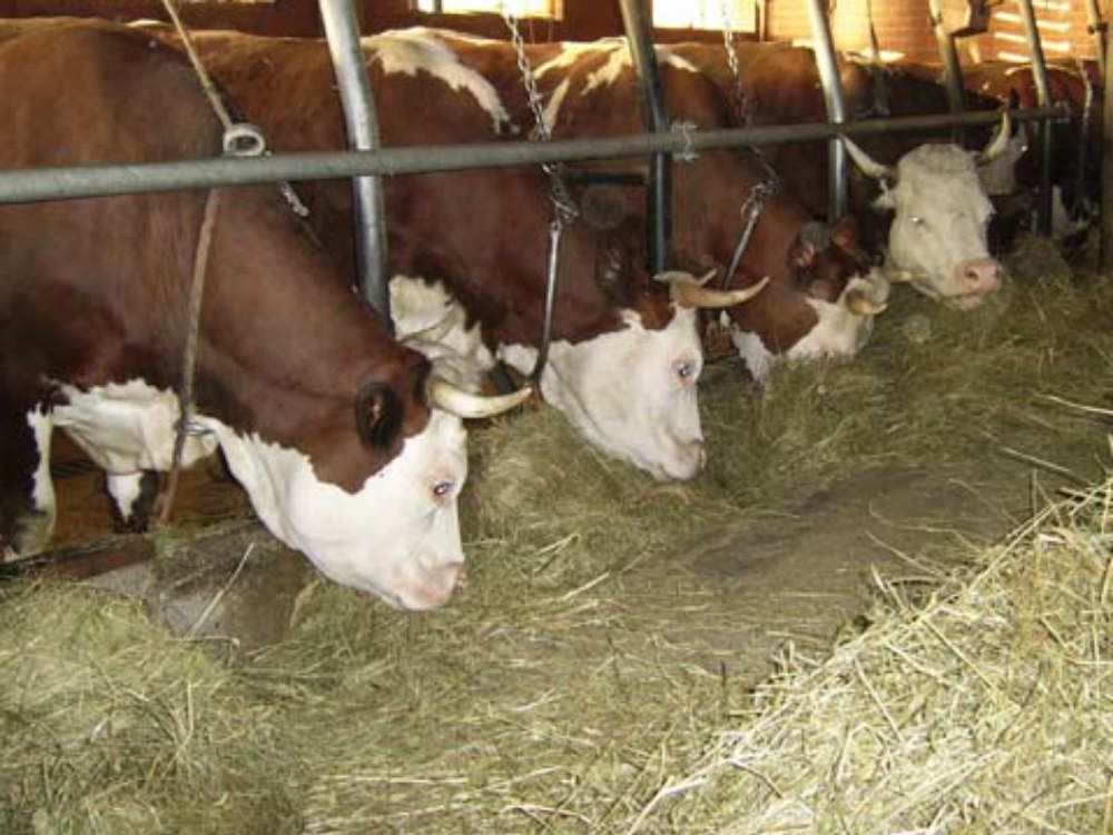 «Fondo benessere degli animali, imprese escluse per la Regione»