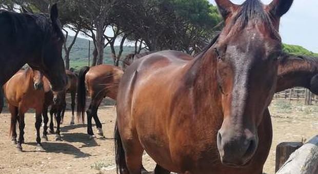 Portava al macello i cavalli da corsa, denunciato a Correggio allevatore calabrese