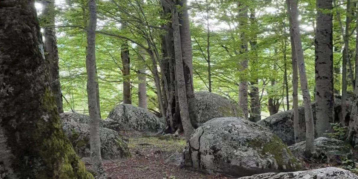 Al via la terza edizione dell’Aghia Sophia Fest nel cuore verde del Parco nazionale della Sila
