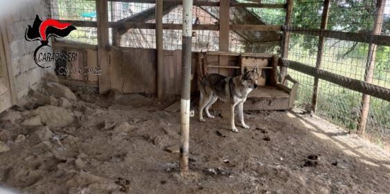 Animali costretti a vivere nel degrado, sequestrato un canile abusivo