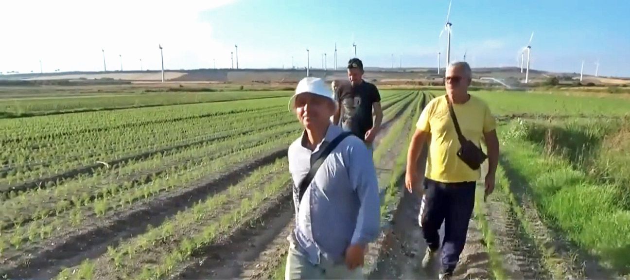 “Sua maestà” il finocchio di Isola Capo Rizzuto Igp: ecco come si organizza il Consorzio di tutela