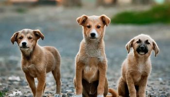 Il caso del sindaco di Camini Giuseppe Alfarano: «Troppi cani randagi, mi dimetto»