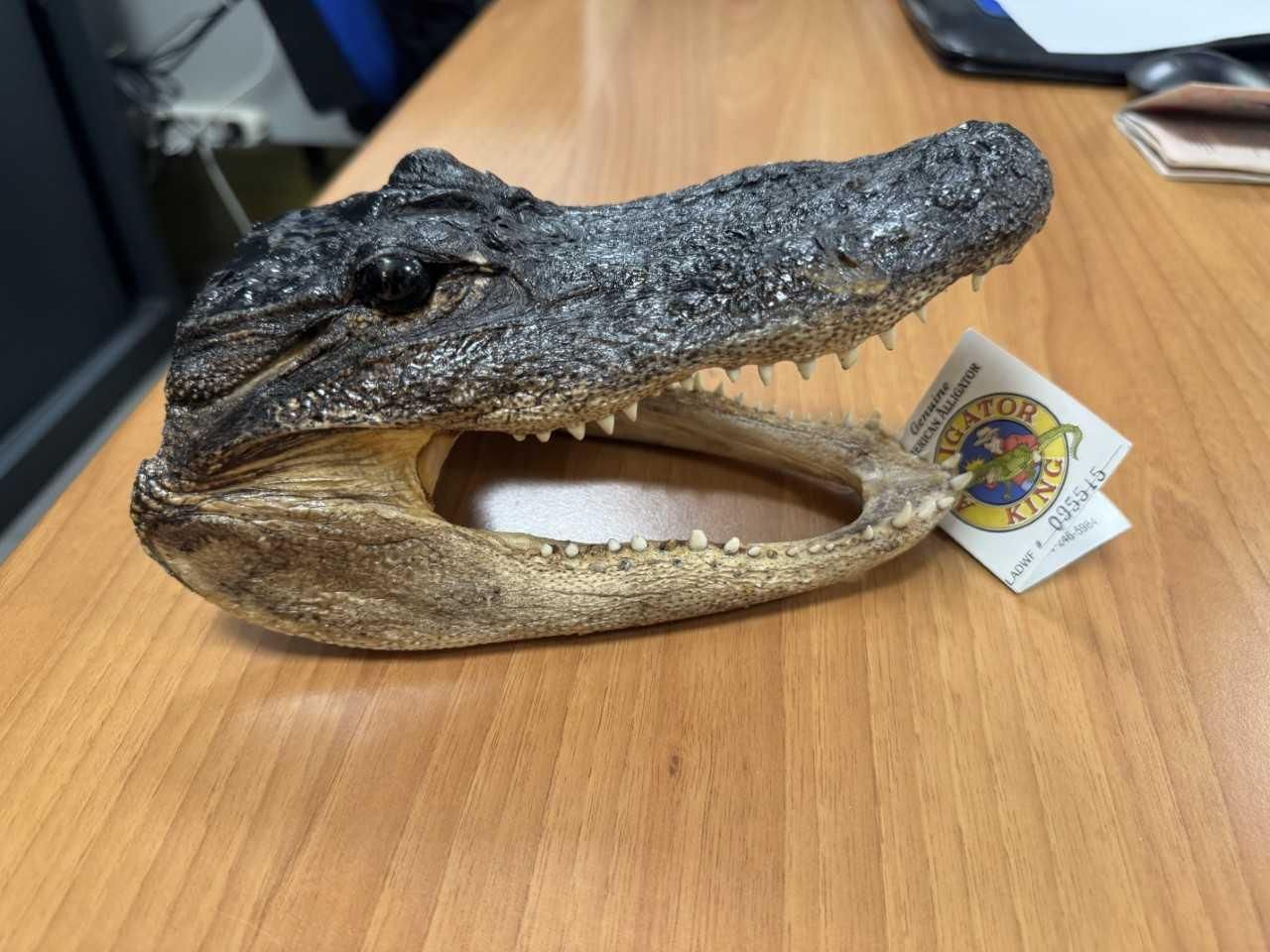 Una testa di coccodrillo in valigia: fermato a Torino
