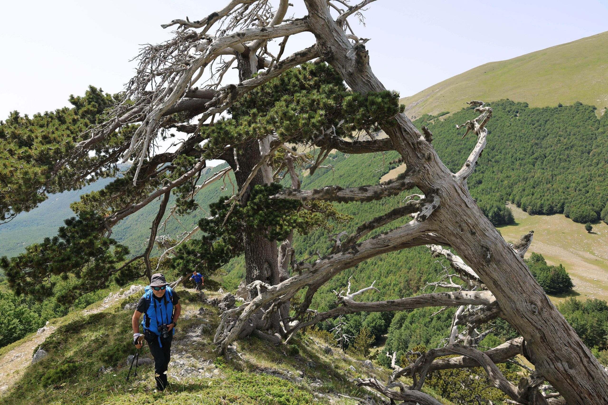 Serra delle Ciavole. La leggenda degli alberi viandanti – FOTO E VIDEO