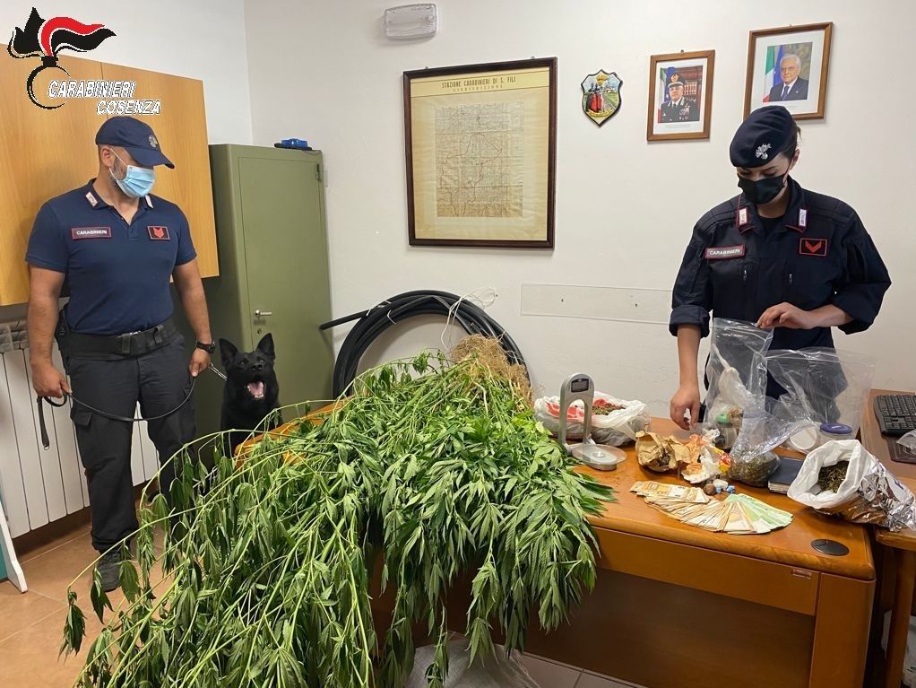 San Vincenzo La Costa, scoperta coltivazione di marijuana: un arresto
