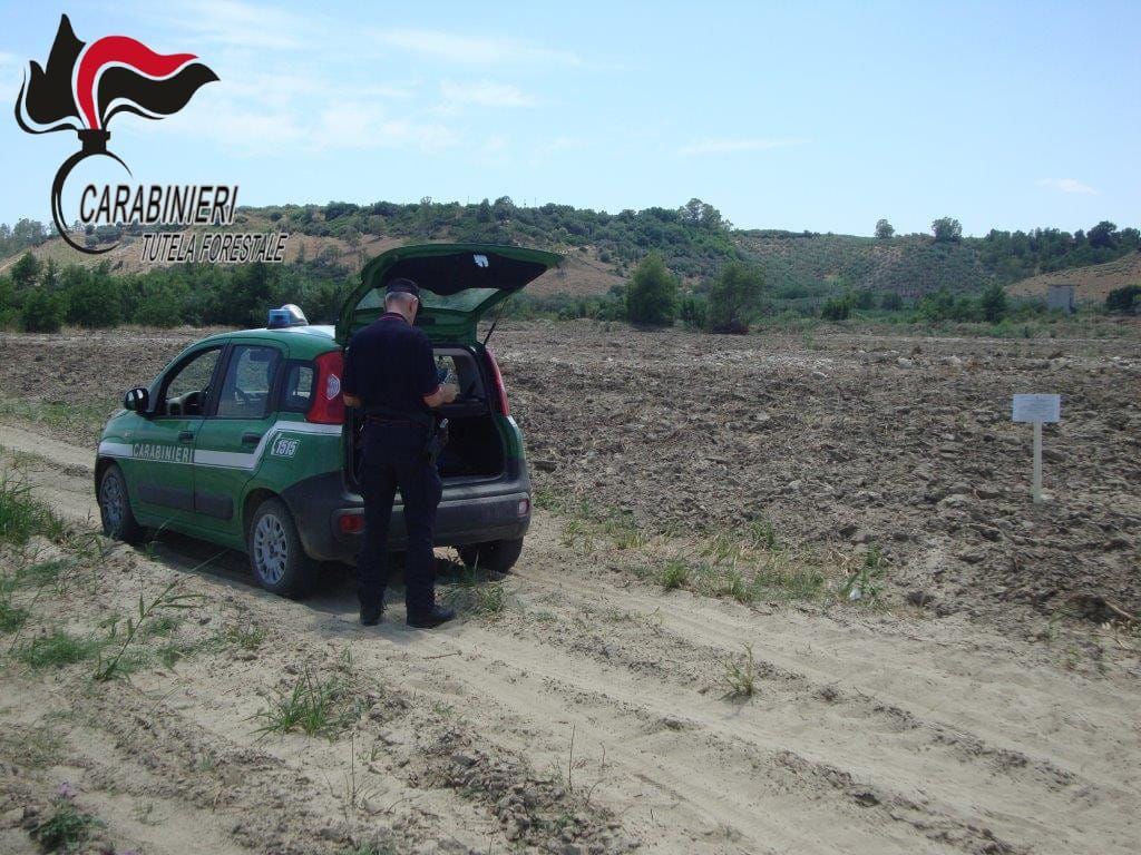 Vasta area boscata trasformata abusivamente in terreno agricolo nel Crotonese