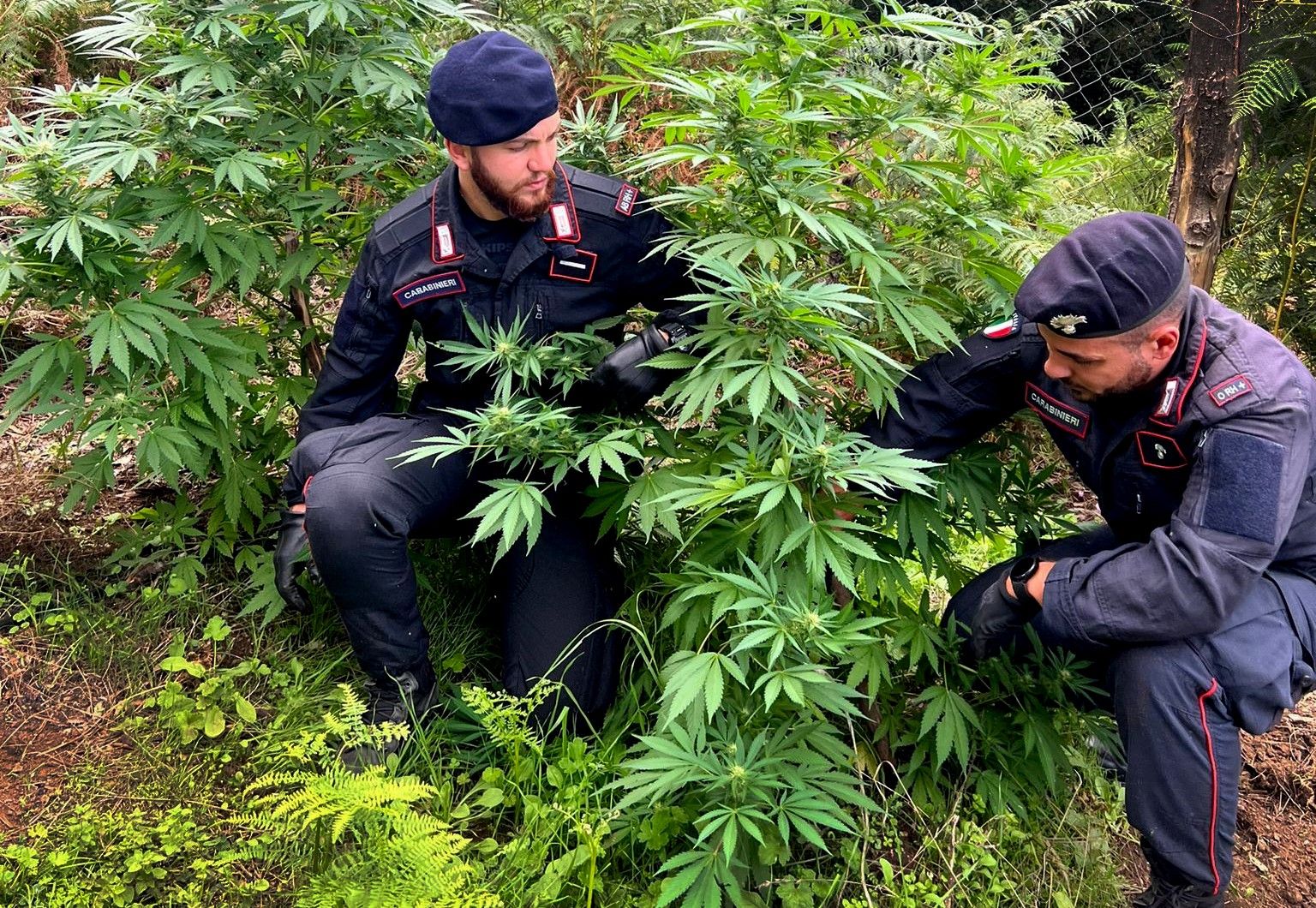 Scovate armi e piantagioni di cannabis a Santa Cristina d’Aspromonte e Oppido Mamertina