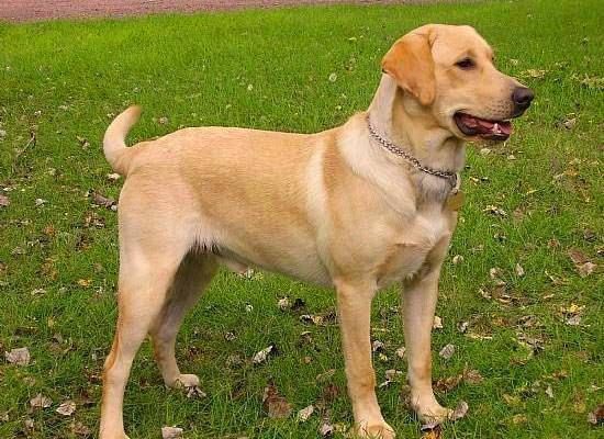 Labrador salvato sull'A2
