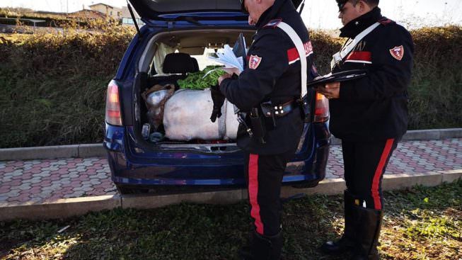 Forza posto di blocco ma poi viene bloccato, aveva 100 kg di marijuana nel bagagliaio