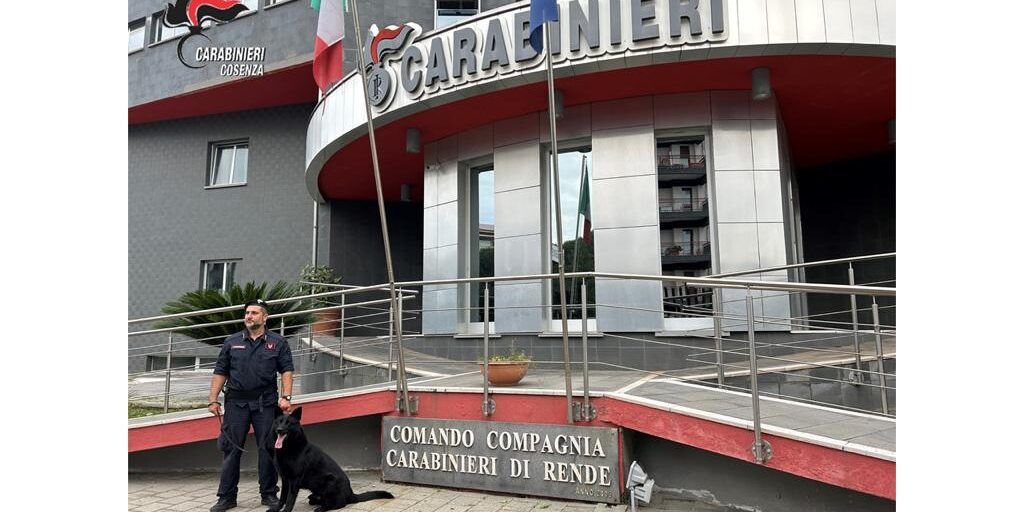 Nascondeva la droga nel magazzino, arrestato un panettiere nel Cosentino