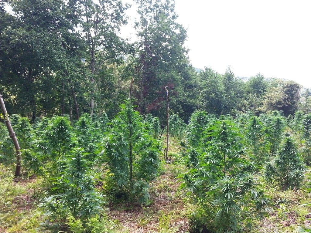 Cetraro, sequestrate quattro piantagioni di marijuana