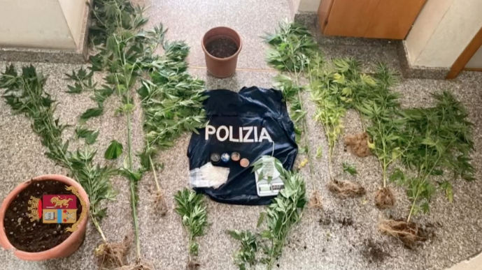 Sequestrata una piantagione di marijuana nel Vibonese: un arresto