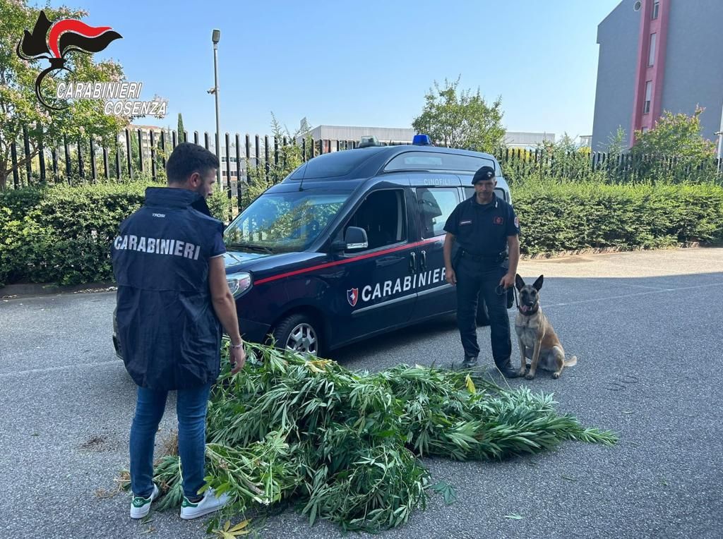 Coltivava droga in giardino nel Cosentino, in manette diciottenne